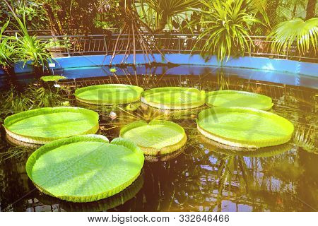 Close-up Of Giant Water Lilies In The Garden.