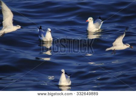 Seagulls floating in the water , Living together in a large group Is a wetlands bird along the coast