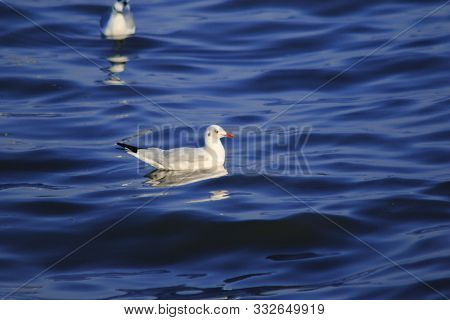 Seagulls floating in the water , Living together in a large group Is a wetlands bird along the coast