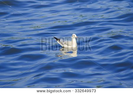 Seagulls floating in the water , Living together in a large group Is a wetlands bird along the coast
