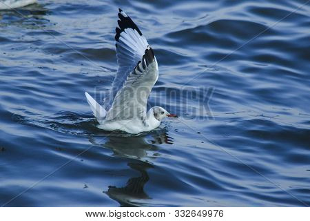 Seagulls Floating In The Water , Living Together In A Large Group Is A Wetlands Bird Along The Coast