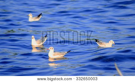 Seagulls Floating In The Water , Living Together In A Large Group Is A Wetlands Bird Along The Coast