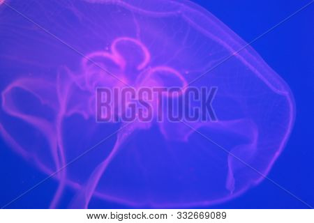 Transparent Moon Jellyfish Close-up On A Blue Background With Purple Lighting