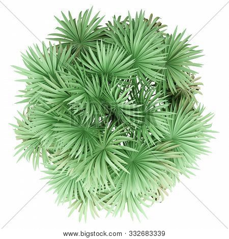 Thatch Palm Tree Isolated On White Background. Top View. 3d Illustration