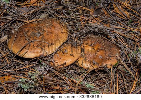 Three Mushrooms Suillus Luteus Or Slippery Jack In Pine Forest. Mushroom Suillus Luteus In Pine Need