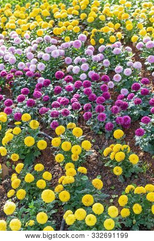 Chrysanthemum In The Garden