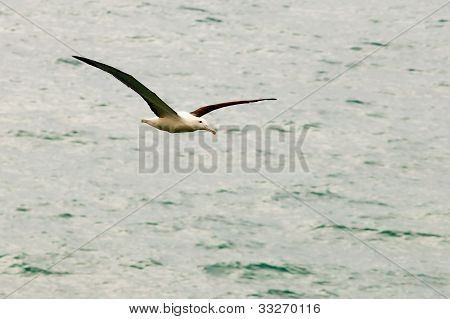 남부 로얄 알 바트로 스, Diomedea epomophora