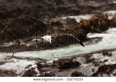 남부 로얄 알 바트로 스, Diomedea epomophora