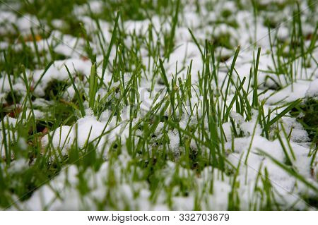 Snow Covered Green Grass. Green Grass Under The Snow. White Snow And Green Grass Background. Grass O