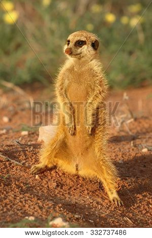 Meerkat (suricata Suricatta) Timon In Kalahari Desert Staying On Red Sand Close To Burrow Watching A