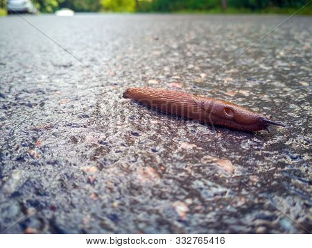 Arion Ater - Type Of Slugs From The Family Of Arionidae. Slug On A Road. Greean Forest On The Backgr