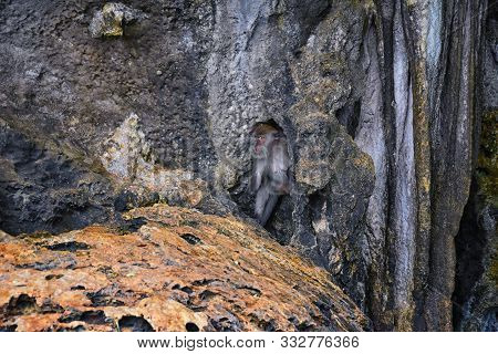 Macaque Long Tailed Monkey, Playing Along The Ocean Cliffs Around Islands Close To Phuket And Bangko