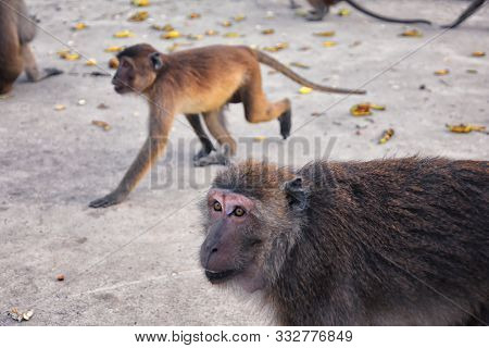 Macaque Long Tailed Monkey, Close-up Portrait Sitting In Phuket Town Along The River. Of The Genus M