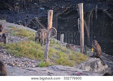 Macaque Long Tailed Monkey, Close-up Portrait Sitting In Phuket Town Along The River. Of The Genus M