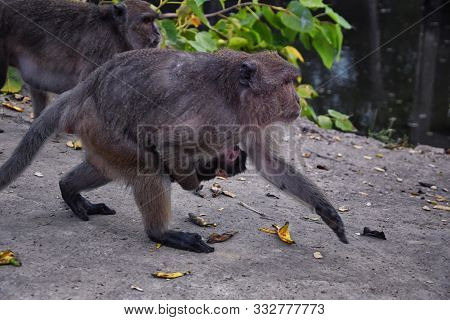 Macaque Long Tailed Monkey, Close-up Portrait Sitting In Phuket Town Along The River. Of The Genus M