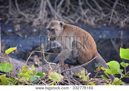 Macaque Long Tailed Monkey, Close-up Portrait Sitting In Phuket Town Along The River. Of The Genus M