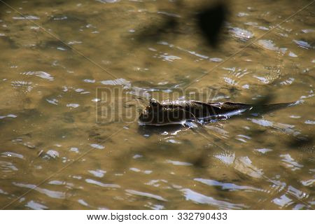 Mudskipper Fish,amphibious Fish Lying On The Mud In Mangrove Forest