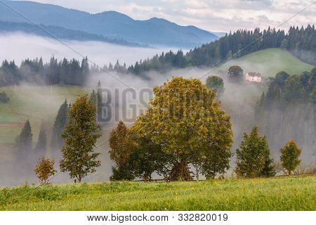 Misty Morning With Trees In The Foreground, Hills And Mountains In The Background.