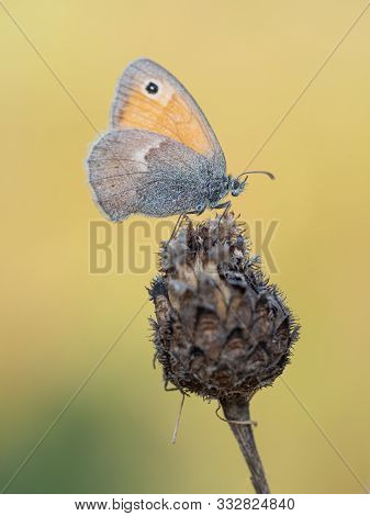 Closeup Of Small Heath Butterfly (coenonympha Pamphilus) Sitting On Plant In Early Morning