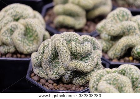 Mammillaria Elongata Crest Cactus Growing In A Flower Pot And Selling In A Houseplant Area
