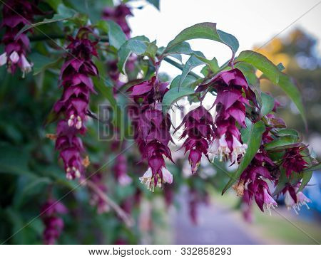 Leycesteria Formosa Foliage And Flowers. Himalayan Honeysuckle, Flowering Nutmeg, Himalaya Nutmeg Or
