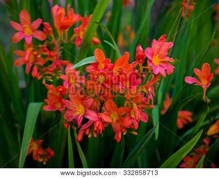 Orange Crocosmia Flower In Summer Garden, Outdoor