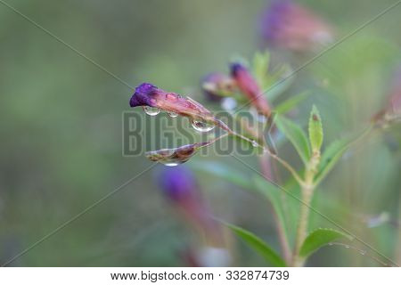 Close Up Small Purple Flowers (limnophila Geoffrayi Bonati) On Blur Background