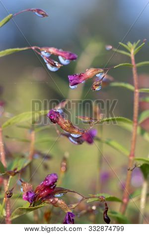 Close Up Small Purple Flowers (limnophila Geoffrayi Bonati) On Blur Background