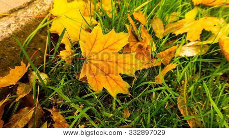Fallen Foliage In A Park In October