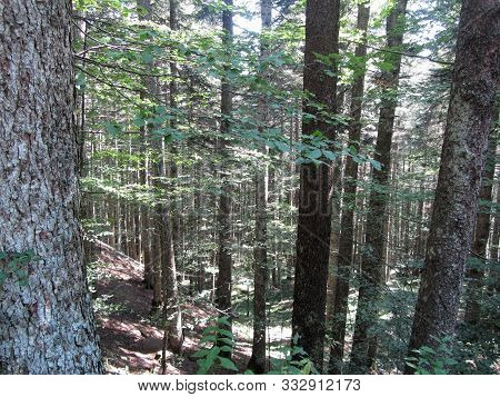 Beech Forest Landscape In Summer . Abetone, Tuscany, Italy