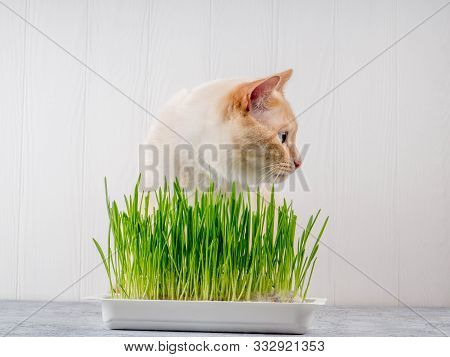 Close-up Of A Beautiful Cat Eating Fresh Green Grass. Pet Grass. Natural Hairball Treatment, Green J