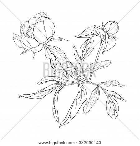 Peony Flower. Element For Design. Outline Hand Drawing Vector Illustration. In Botanical Style Isola