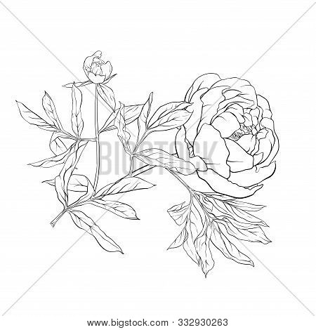 Peony Flower. Element For Design. Outline Hand Drawing Vector Illustration. In Botanical Style Isola