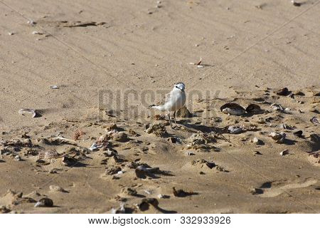 Small White-fronted Plover Bird On Beach Sand (charadrius Marginatus), Mossel Bay, South Africa