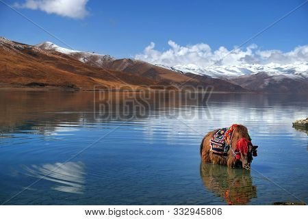 Tibetan Yak In The Waters Of The Yamdrok Lake, Reflecting The Mt. Naiqinkangsang Against A Blue Clea