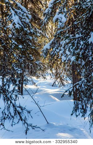  Ranua zoo in lapland. Finland. The northernmost zoo in the world. Animals are housed in natural conditions. Frosty day in coniferous forest. The concept of active, winter, and photo tourism