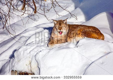 Gorgeous redhead lynx resting in the fluffy snow. Animals are housed in natural conditions. Ranua zoo in Lapland. The concept of active, winter, environmental and photo tourism