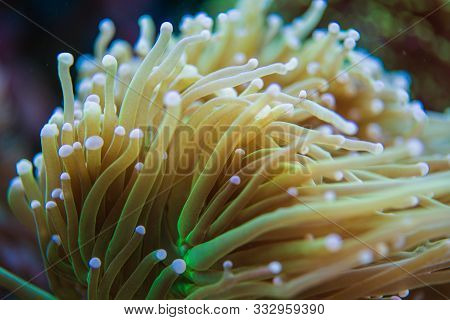 Torch Soft Coral Reef Closeup. Large Polyp Stony Lps. Marine Aquarium Specie. Pom Pom Coral.