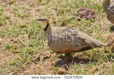 male Yellow-throated sandgrouse (Pterocles gutturalis) on the ground