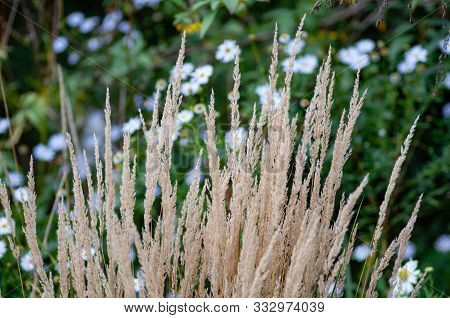 The Background Of Spica. Landscape Photo With White Daisies On The Background