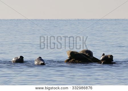 Seals (spotted Seal, Largha Seal, Phoca Largha) On The Rock And In The Water In Sunny Day. Wild Spot