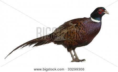 ไก่ฟ้าชายยุโรปทั่วไปสี Phasianus colchicus นกในไก่ฟ้าสี ยืนหน้า whi