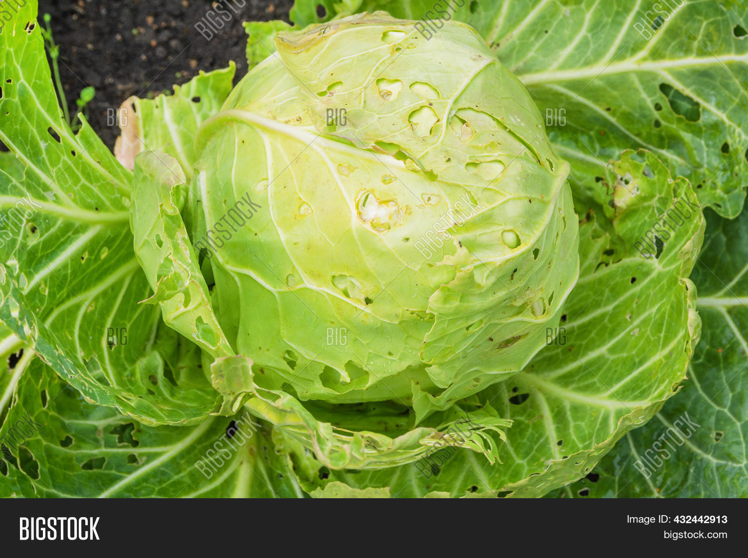 Holes Cabbage Leaves Image & Photo (Free Trial) Bigstock
