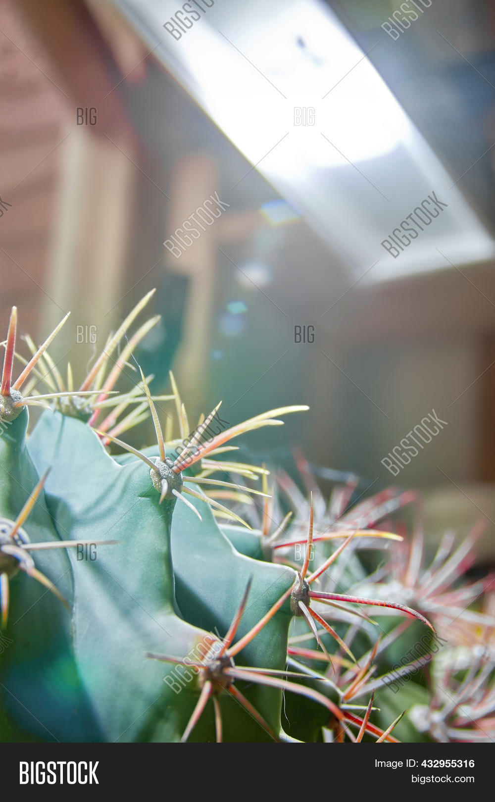 Large Cactus Under Image & Photo (Free Trial) Bigstock