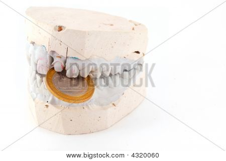 Jaw Holds Golden Coin