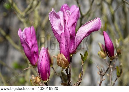 Tulip Magnolia (magnolia Liliiflora), Close Up Image Of The Flower Head