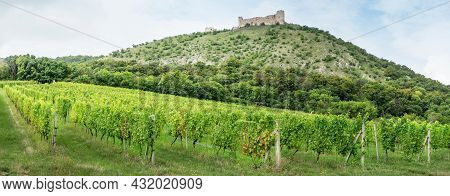 Vineyards Panorama With Castle Devicky On The Devin Hill. The Amazing Vinery  Palava Region, South M