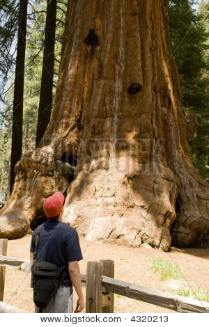 Hiker มอง ขึ้นที่ต้นไม้ยักษ์ Sequoia