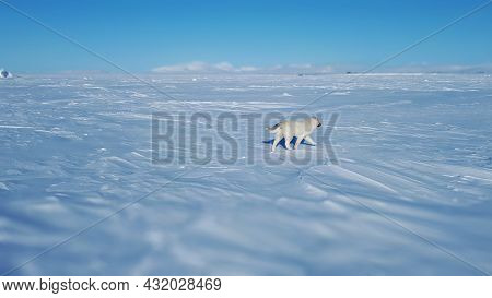 Wolf Dog Over The Tundra In The Frozen Sea. Walking Wolf Dog Rear View