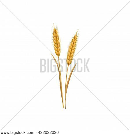 Wheat Or Rye Grain Ear And Barley Spike, Vector Isolated Icon. Wheat Or Rye Cereal Plant, Autumn Har